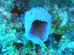 brittle star in azure vase sponge- unexpected florescent ... by Dennis Jacobson 